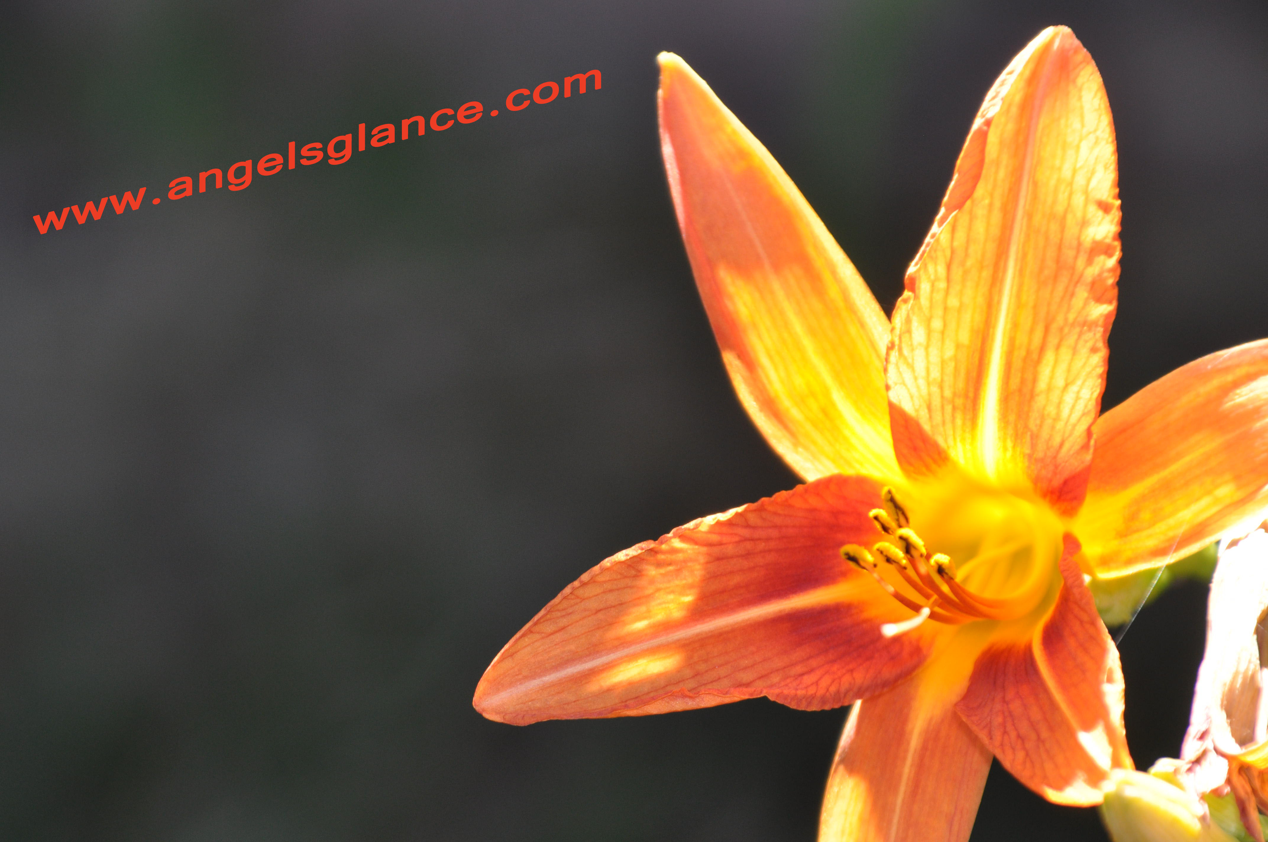 Flower Power Start up